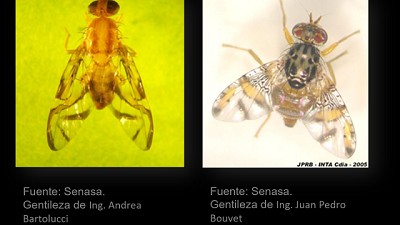 Mosca de los frutos: alerta para campo y ciudad