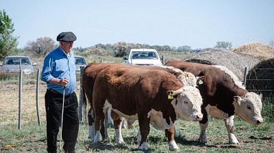 El INTA evalúa el potencial de los toros patagónicos