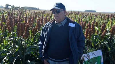 S Protect, el gen de la tolerancia al pulgón amarillo en sorgos Tobin