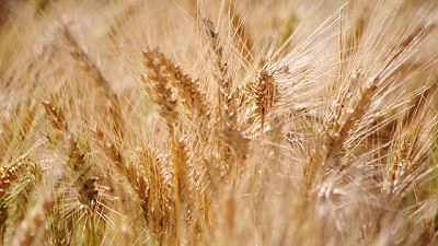 Nueva cosecha, nuevo año y el liderazgo de siempre