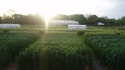 Noches más cálidas para el trigo resultan en granos de mejor calidad