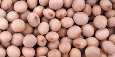 Las bajas ventas del productor argentino podrían ponerle presión a la soja a nivel internacional