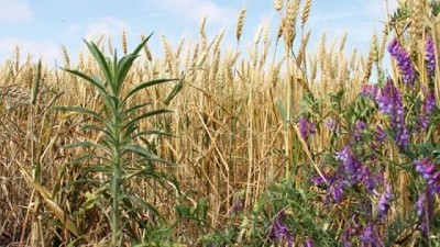 Herbicidas biológicos: una buena idea