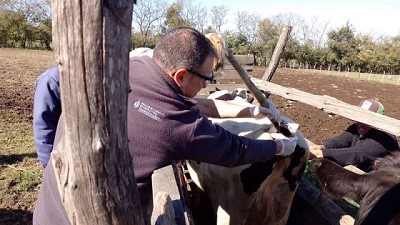 Muestreo de brucelosis y tuberculosis en rodeos familiares