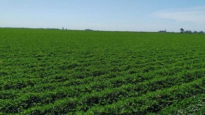 Estudian el uso de rizobacterias promotoras del crecimiento en maní