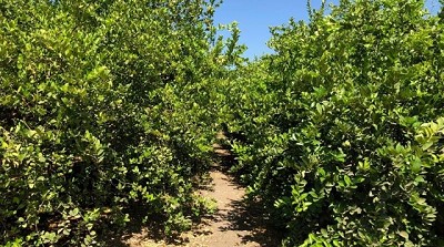 Con biotecnología mejoran la producción de cítricos