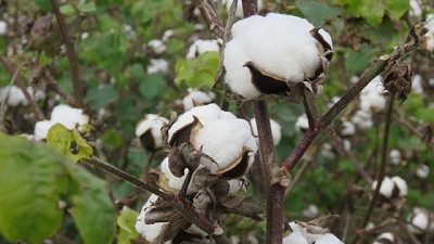 Algodón: presentan la primera variedad con fibras extra largas de la Argentina