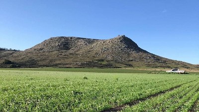 Nidera planteó un desafío de rindes en trigo que dejó a todos con la boca abierta