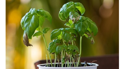 La función clave del potasio en las plantas y cómo evitar su deficiencia