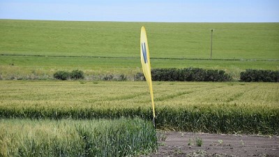 Los Baguette y su respuesta a los momentos del trigo