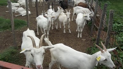 Obtienen leche caprina pasteurizada y fortificada con hierro
