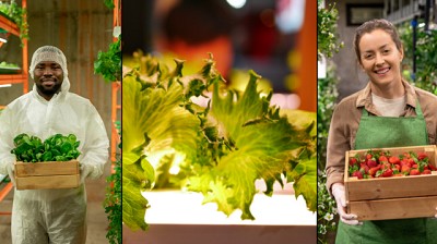 Factores a tener en cuenta para hacer un huerto vertical