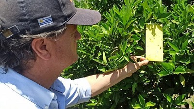 Reducen un 21 % la presencia del insecto que transmite el HLB