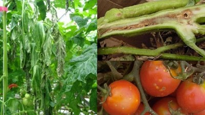 A partir de síntomas invisibles, detectan una grave enfermedad del tomate