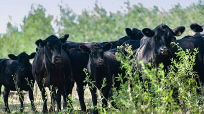 En momentos turbulentos la ganadería sigue firme