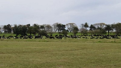 Precio de los lácteos podría dejar de caer