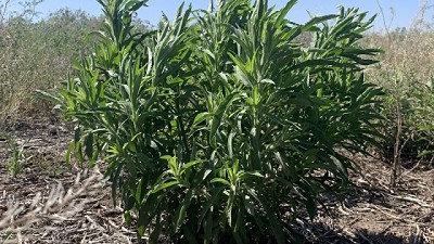 Resistencias en plagas: panorama actual y perspectivas