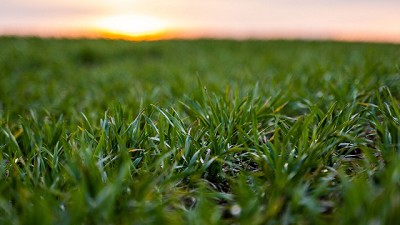 Tratamiento de semillas con zinc, silicio y trichoderma para semillas de trigo