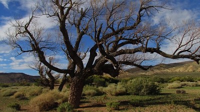 Sauce nativo: el INTA trabaja en su rescate genético