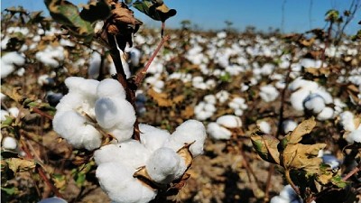 Algodón: el área sembrada en Santa Fe creció un 10 %