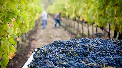 Santa Fe quiere potenciar la vitivinicultura con un acuerdo entre su Gobierno y COVIAR