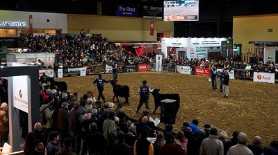 Angus dio una muestra del potencial ganadero y el liderazgo genético en Expo Angus