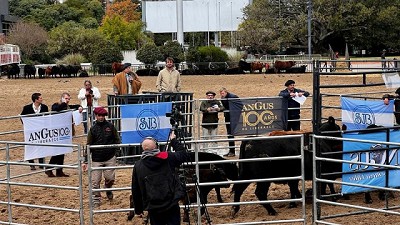 Excelentes precios en el remate de vaquillonas Puro Controlado de Angus