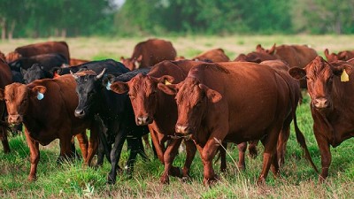 La sangre no es agua: 7 razas bovinas que lideran