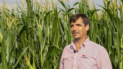 BASF brinda recomendaciones para un mejor control en enfermedades del trigo con decisiones a tiempo