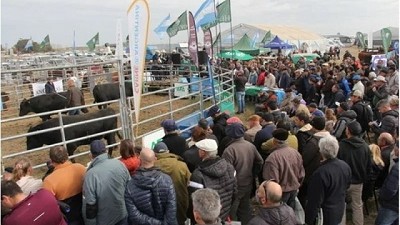 Remate de reproductores en AgroActiva 2022: se vendió un toro Angus a 520 mil pesos