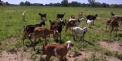 San Luis: Avanza el programa para el desarrollo caprino de la Agricultura Familiar