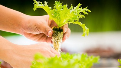 Cómo fabricar el sistema de cultivo hidropónico más sencillo