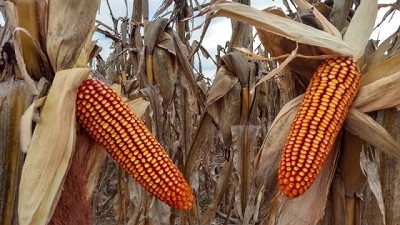 ILLINOIS refuerza su compromiso con el productor y presenta nuevos híbridos adaptados a la todas las regiones maiceras