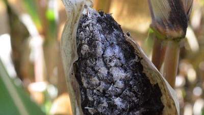 Después de 80 años preocupa el regreso del Carbón de la panoja del maíz