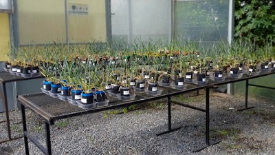 Hongo vs. hongo: con biocontrol, el trigo tolera mejor una enfermedad radical