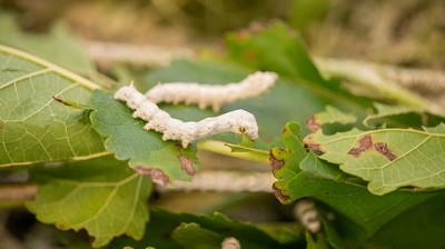 Producción de seda como herramienta de desarrollo