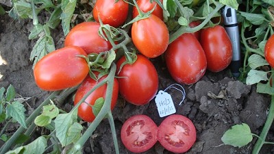 UCO14, un tomate diseñado para la industria