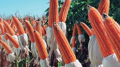 Maíz Flint, valorado por el mercado externo para la industria de molienda seca