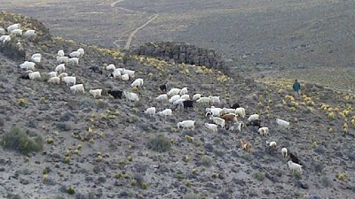 Santiago del Estero: Proponen módulo experimental para faenar caprinos familiares