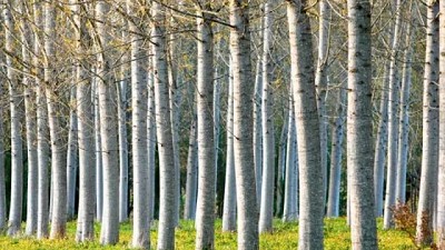 Científicos de la Universidad de la Plata estudian especies forestales para incrementar la producción de energía renovable