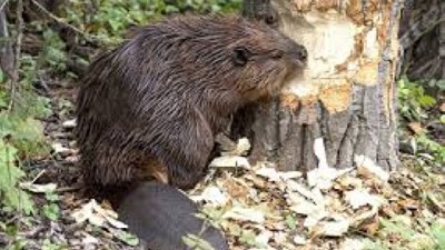 Argentina y Chile avanzan en el intercambio de experiencias para la gestión de la invasión del castor