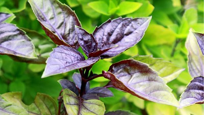 Los principales cuidados de la albahaca