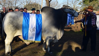 Brahman eligió a sus grandes campeones