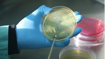 El INTA desarrolló una vacuna contra la Escherichia coli en bovinos