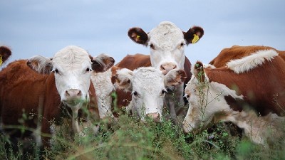 Cómo fortalecer los rodeos y lograr vientres más fértiles