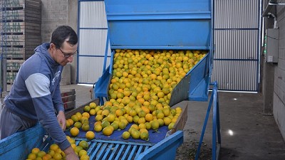 Una cooperativa citrícola invierte para mejorar la poscosecha