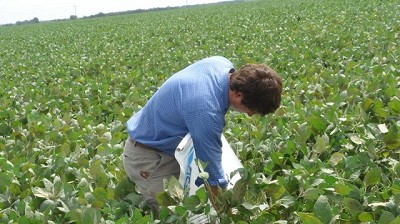 Resistencia de plagas a los OGM: en manos de las buenas prácticas