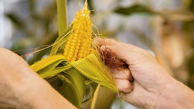 BASF acompañó en Maizar los mejores pronósticos para el cultivo con sus innovaciones en semillas, herbicidas y soluciones digitales