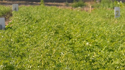 Garbanzo: una alternativa productiva para agricultores de Catamarca