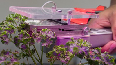 La fotosíntesis artificial podría producir alimentos